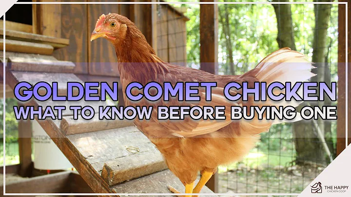 Golden Comet Chicken: What to Know Before Buying One - DayDayNews