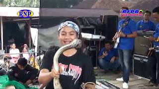 Atraksi Ular KING COBRA - Barangbang Semplak - RIAN NADA PANTURA