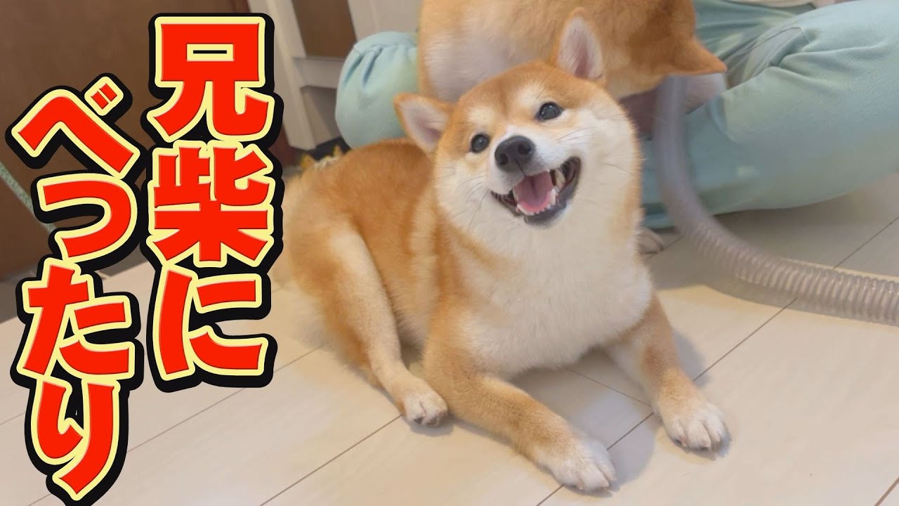 柴犬くん☆骨 The puppy appears wherever his older brother is, just like his