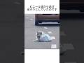 突然道路に現れたのは #いぬのきもち #動物雑学