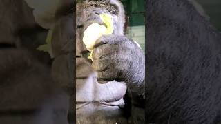 Yummy Cauliflower! #Gorilla #Asmr #Mukbang #Eating