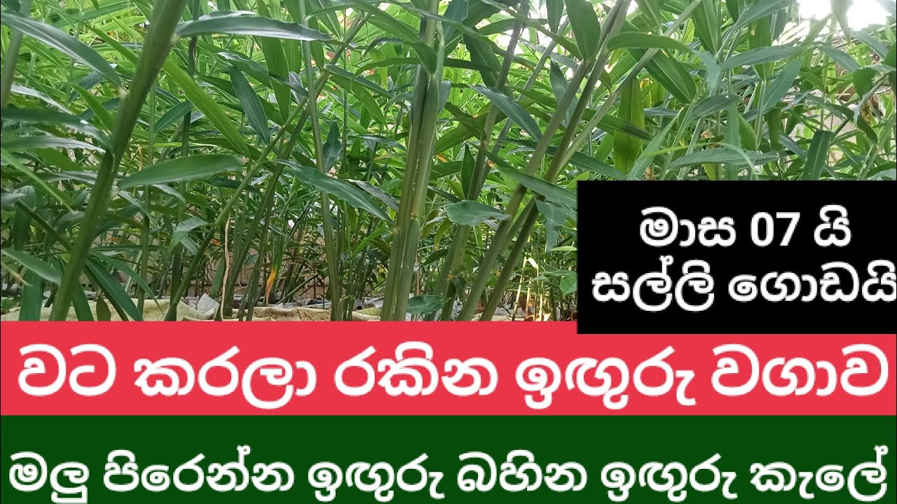 Easy potted ginger cultivation at home using disposable pots / මාස 07 බඳුන්ගත ඉඟුරු වගාව / #ginger.