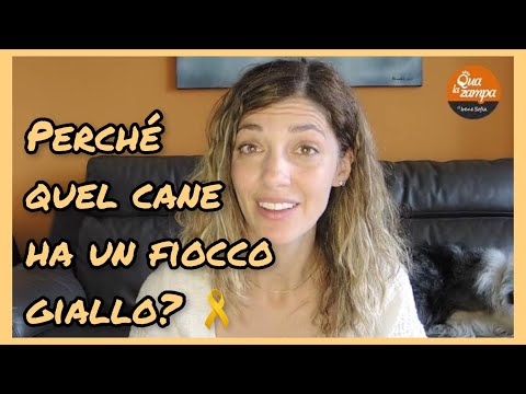 Video: Cosa Significa Un Nastro Giallo Su Un Cane?