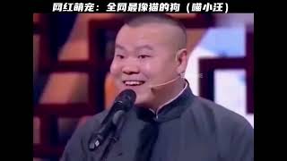 网红萌宠：全网最像猫的狗！#猫 #猫咪 #宠物 #网红萌宠