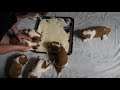 Kennel Ivančice Welsh Springer Spaniel litter "P" day 16 - first meal