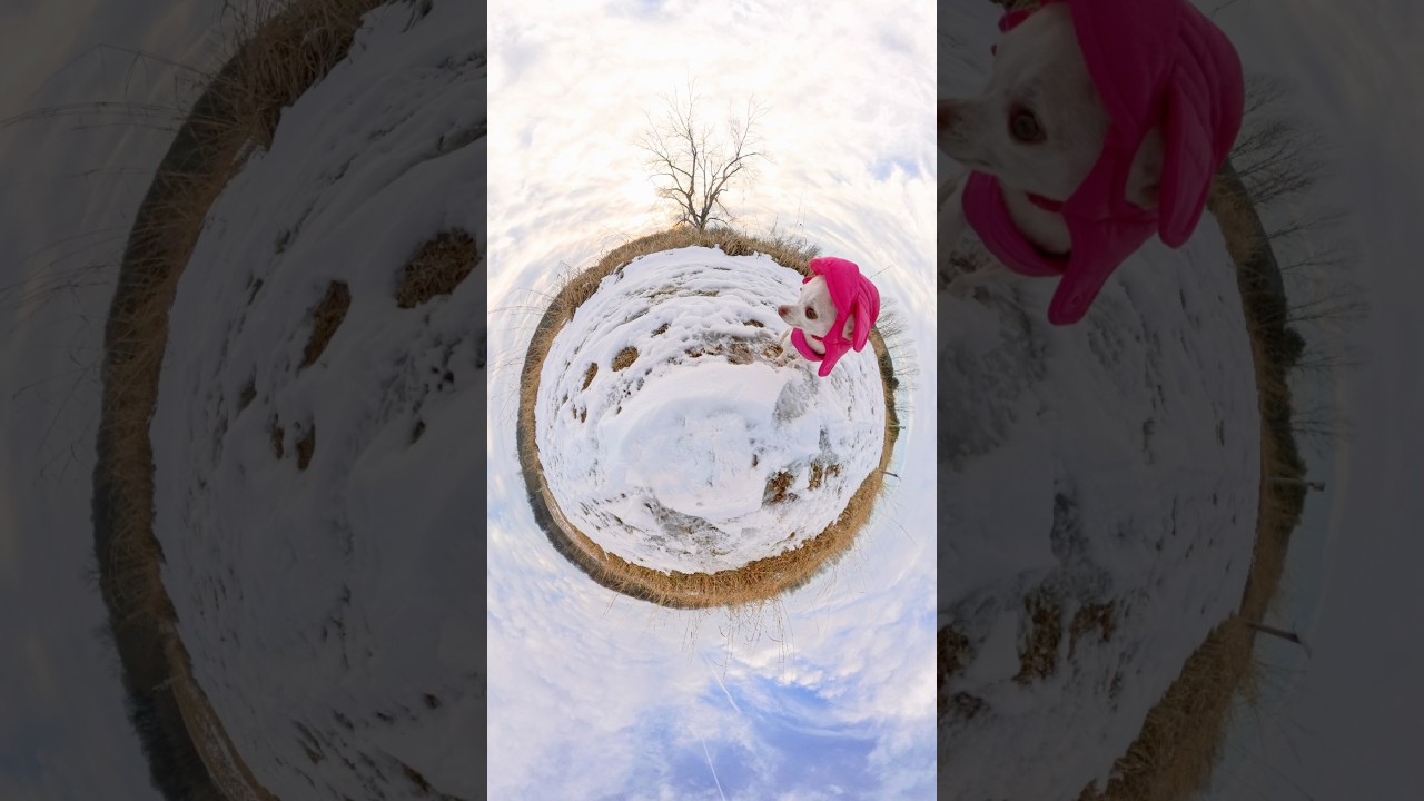 Mr. Pink’s favorite color #dog #tinyplanet #brainrot #chihuahua