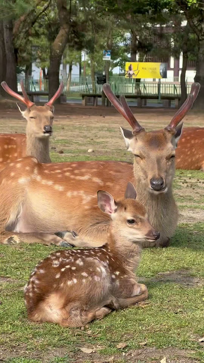 Got to Nara before the tour buses 🚍 #japan #deer #nara #travel #japanese #nature