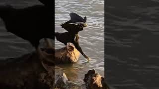 A Darter Bird Is A Fish Finder