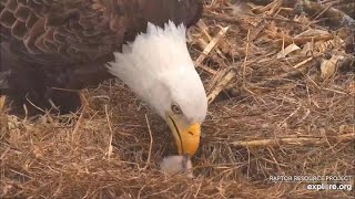 Decorah North ~ 1st eaglet ~ DN13 hatches ~ 3-25-2021