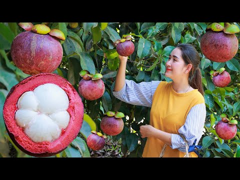 Early season of mangosteen | Juice purple mangosteen collect + eat | Harvest fruit in my homeland