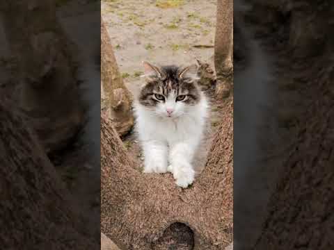 Very Sweet Cat 🐈❤ Çok Tatlı Kedi 🐱 Shorts Video 👋🏻 Kısa Videolar 🐱❤🐈