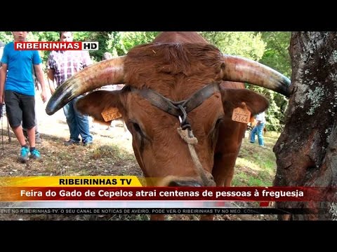 Feira do Gado de Cepelos atraiu centenas de pessoas