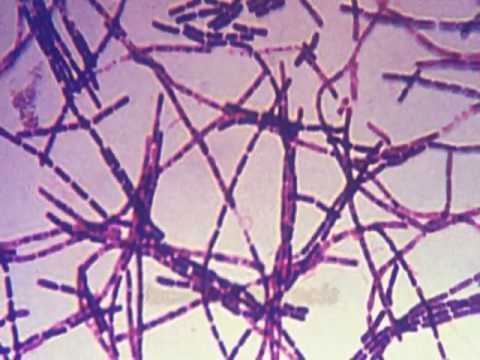 Video: Eine Natürliche Kutane Anthrax-Infektion, Jedoch Keine Impfung, Induziert Eine CD4 + T-Zellantwort, An Der Verschiedene Zytokine Beteiligt Sind