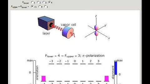 Optical Pumping: Visualization of Steady State Populations and Polarizations