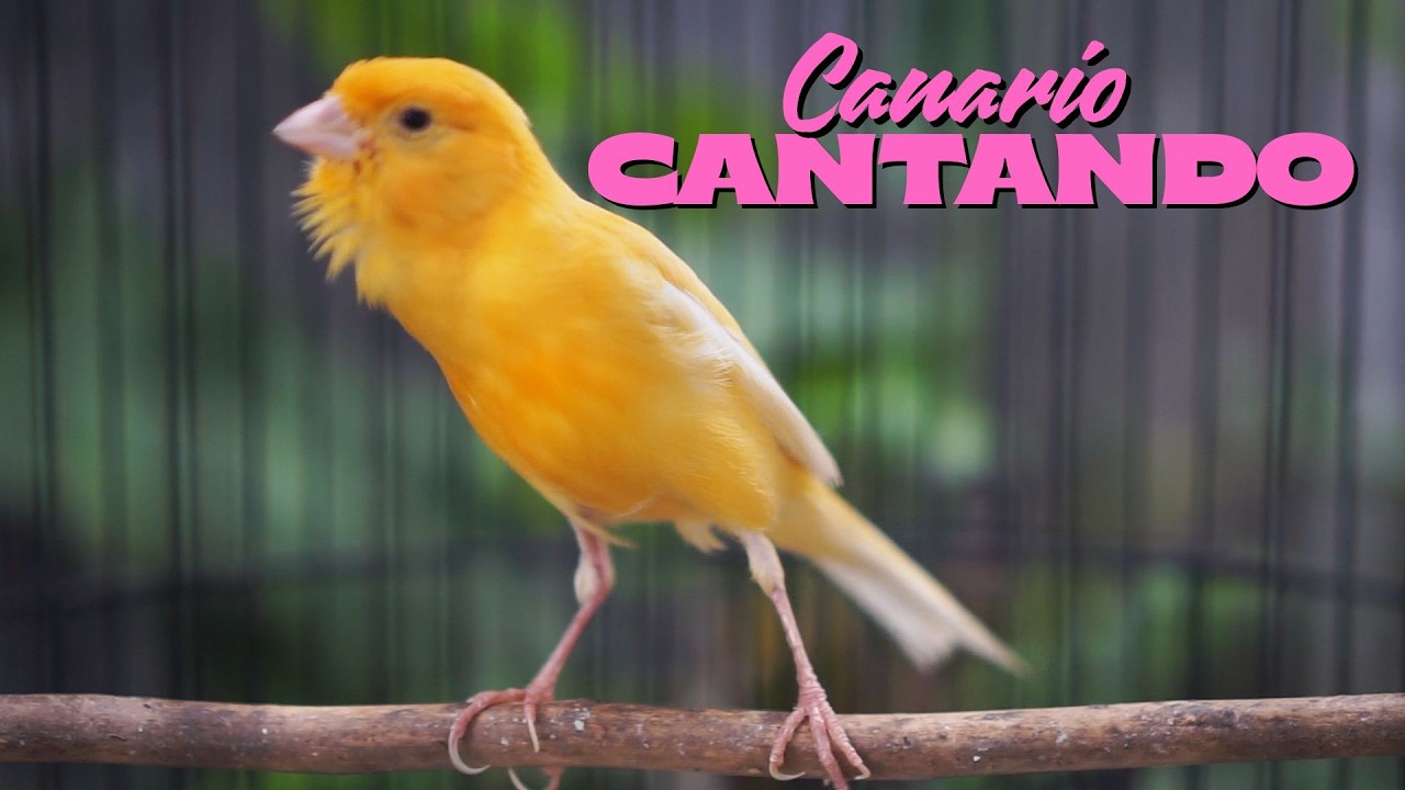 Canário Belga Cantando Muito: O Melhor Canto para Treinar seu Pássaro #07