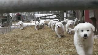 Great Pyrenees puppies Short video