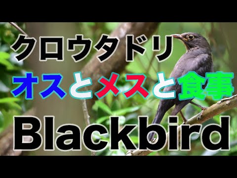 【野鳥撮影】ミミズを食べるクロウタドリ メスとオス  ミミズを食べる Blackbird