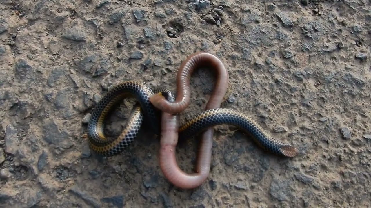 Shieldtail Snake and its prey