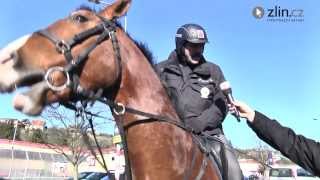 Policejní koně slouží ve Zlíně