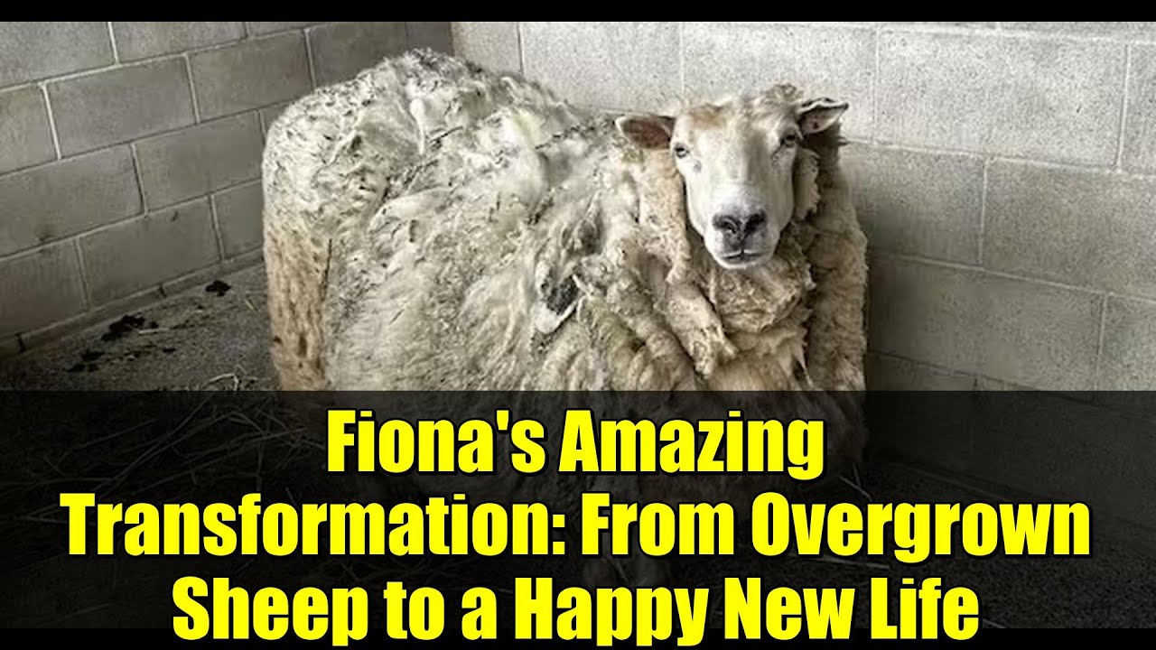 Fiona's Amazing Transformation: From Overgrown Sheep to a Happy New Life