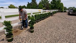 Planting a Massive Wall of Boxwoods!  // Garden Answer