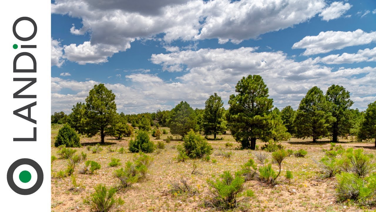 SOLD by LANDiO • Land in New Mexico 40.5 Acre with Trees near BLM