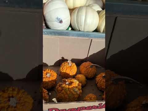 SPROUTS 3630 Grand Ave Chino Hills CA Pt1 PUMPKIN SALE Pumpkin Sale Daelimtransformer Halloween