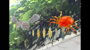 Các cách RẺ, DỄ LÀM để trị Rệp Sáp, Bọ Trĩ, Nhện Đỏ, Rỉ Sắt | THÍCH TRỒNG CÂY TV