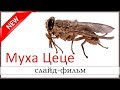 ✔"Муха цеце" - христианский слайд-фильм об африканской мухе. Новинка 2019