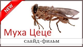 ✔"Муха цеце" - христианский слайд-фильм об африканской мухе. Новинка 2019 ✔"Муха цеце" - христианский слайд-фильм об африканской мухе. Новинка 2019