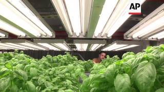 Vertical farming big trend in Chicago