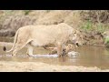 Beautiful sightings of LIONS and WILD DOGS in the Sand River