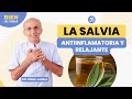 LA SALVIA: una planta aromática con propiedades relajantes, antiinflamatorias y antibacterianas.
