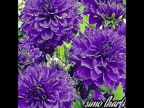صباح النور والسرور