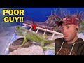 Graham Family Reacts Rescues an Iguana.....