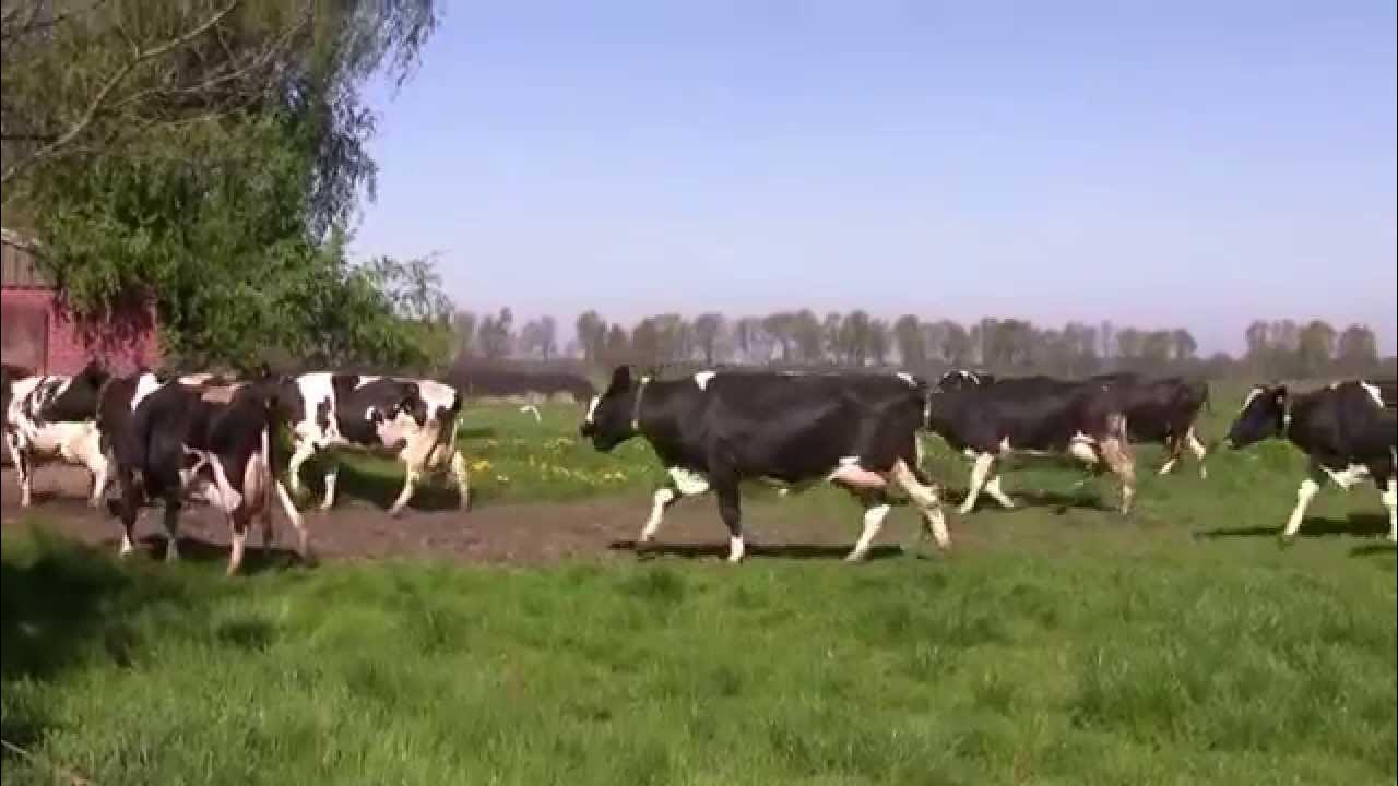 Koeien voor het eerst in de