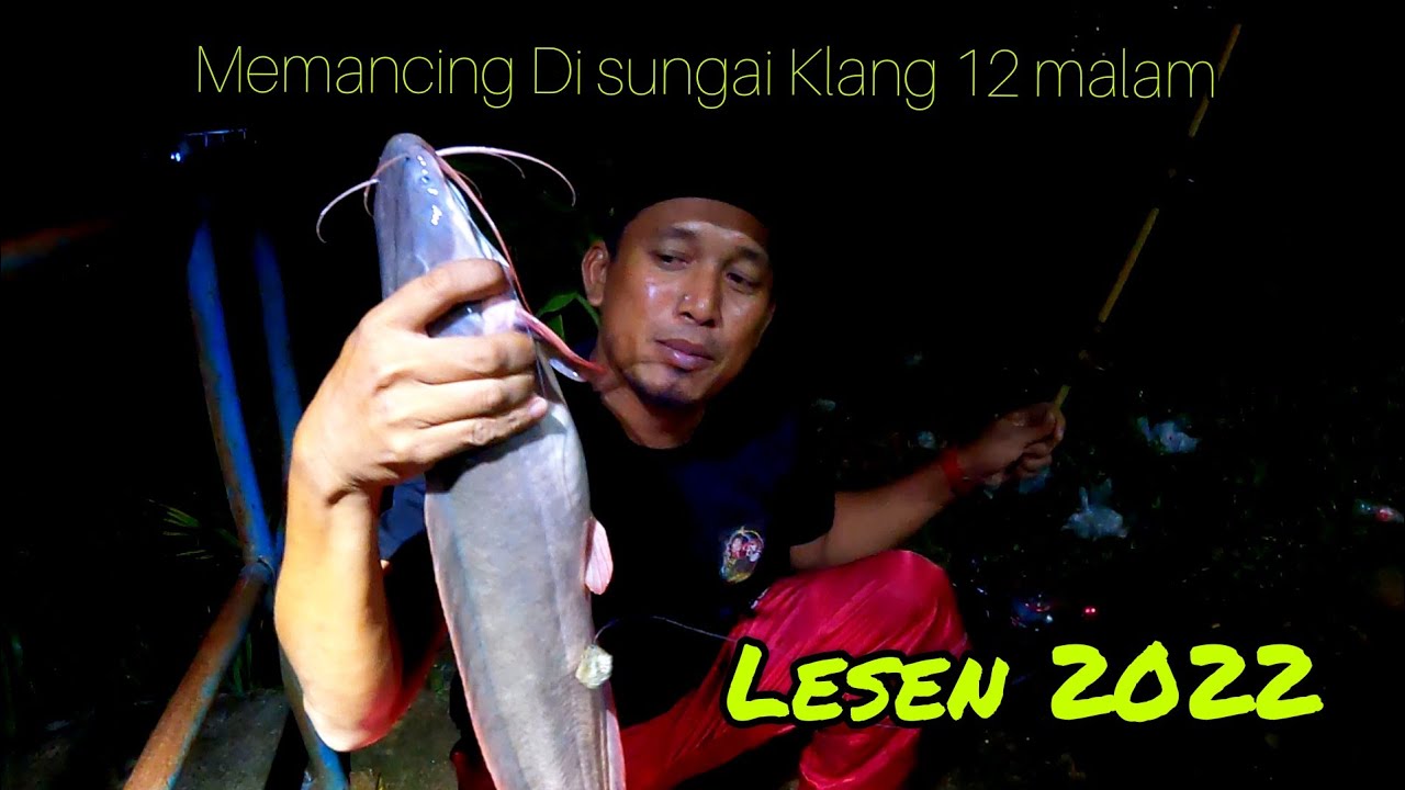 Malam Tahun Baru Gasak Keli Afrika Sungai Klang