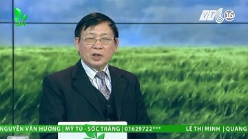 Triệt tận gốc bệnh sâu đục thân trên cây bưởi