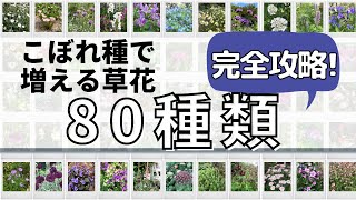 《こぼれ種大図鑑！保存版！少⇒多 順に80種一挙ご紹介！》（一覧表あり：品種／花色／一年草or宿根草／花期／草丈／日照）