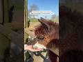 Tu Aimerais Passer Une Nuit Au Milieu Des Alpagas En Normandie Normandie Alpaca Insolite mp3
