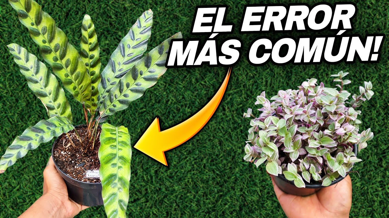 ¡ERROR COMUN! Así Debes Trasplantar Calatheas Nuevas + Multiplica tu Callisia Pink Lady