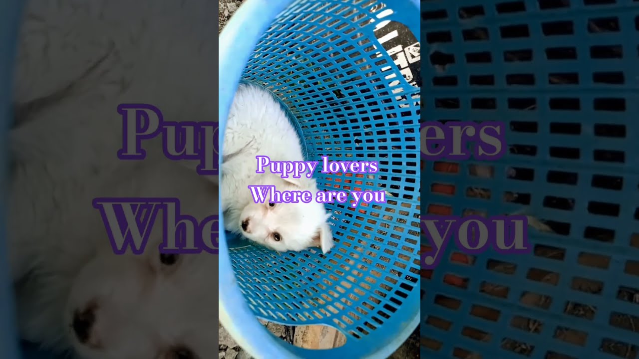 They Found A Stray Puppy Lying Inside The Bucket Pets Dogshorts Vaccinator