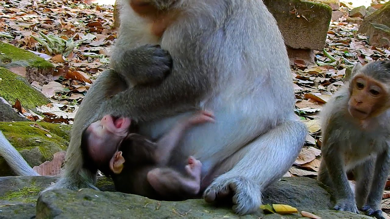 OhMyGoodness! It's time for newborn baby Bessie to get milk but mom Button...?