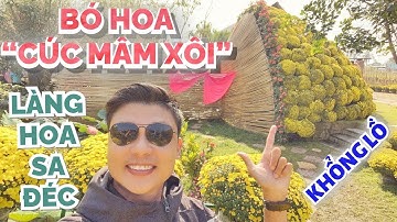 Độc đáo bó hoa cúc mâm xôi "Khổng Lồ" vàng tươi rực rỡ ở Làng Hoa Sa Đéc | DU LỊCH ĐỒNG THÁP