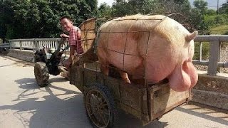 ТЫ ТОЖЕ ХОЧЕШЬ ПОСМОТРЕТЬ ТУДА█▬█ █ ▀█▀ Хрюшка ТЫ ТОЖЕ ХОЧЕШЬ ПОСМОТРЕТЬ ТУДА█▬█ █ ▀█▀ Хрюшка