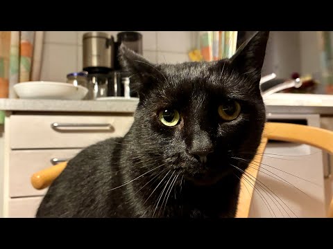 Martin can just about tolerate the noise of the hand mixer