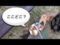 猫にハーネスをつけて公園に散歩に行ってみた。