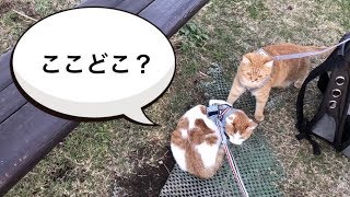 猫にハーネスをつけて公園に散歩に行ってみた。