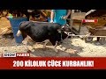 200 kiloluk cüce kurbanlık!