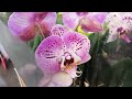 02.04.22г.Юдино Леруа Мерлен орхидеи! (